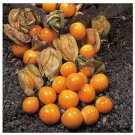 50 Seeds Cape Gooseberry Seeds Tomatillo Ground Cherry Heirloom Rare