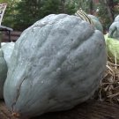 20 Seeds Giant Blue Hubbard Sweet Squash Seeds Heirloom 15 Seeds 40Lbs!! Rare