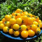 10 Seeds Gold Nugget Cherry Tomato Seeds Organic Heirloom Non Gmo Supersweet