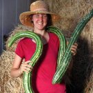 25 Seeds Painted Serpent Cucumber Seeds Organic Heirloom Non Gmo Rare