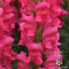 1000 Seeds Potomac Dark Pink Snapdragon Seeds For Garden Easy to Grow