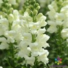 1000 Seeds Potomac Ivory Snapdragon Seeds For Garden Planting Easy to Grow