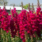 1000 Seeds Potomac Red Snapdragon Seeds For Garden Planting Easy to Grow