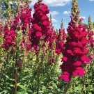 1000 Seeds Potomac Royal Snapdragon Seeds For Garden Planting Easy to Grow