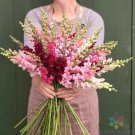 1000 Seeds Potomac Summer Berry Mix Snapdragon Seeds For Garden Easy to Grow