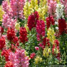 1000 Seeds Rainbow Mix Snapdragon Seeds For Garden Planting Easy to Grow