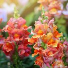 1000 Seeds Rocket Bronze Snapdragon Seeds For Garden Planting Easy to Grow