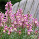 1000 Seeds Rocket Orchid Snapdragon Seeds For Garden Planting Easy to Grow