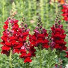 1000 Seeds Rocket Red Snapdragon Seeds For Garden Planting Easy to Grow
