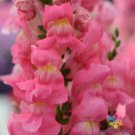 1000 Seeds Rocket Rose Shades Snapdragon Seeds For Garden Easy to Grow