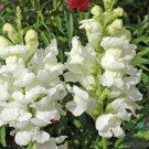 1000 Seeds Rocket White Snapdragon Seeds For Garden Planting Easy to Grow