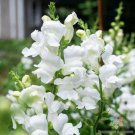 1000 Seeds Royal Bride Snapdragon Seeds For Garden Planting Easy to Grow