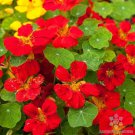 50 Seeds Globe Of Fire Nasturtium Seeds For Garden Planting Easy to Grow