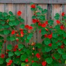 50 Seeds Indian Chief Nasturtium Seeds For Garden Planting Easy to Grow