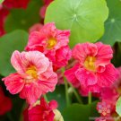 50 Seeds Jewel Cherry Rose Nasturtium Seeds For Garden Easy to Grow