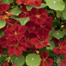 50 Seeds Mahogany Gleam Nasturtium Seeds For Garden Planting Easy to Grow