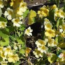 50 Seeds Moonlight Nasturtium Seeds For Garden Planting Easy to Grow