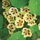 50 Seeds Orchid Cream Nasturtium Seeds For Garden Planting Easy to Grow