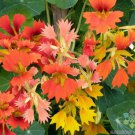 50 Seeds Phoenix Nasturtium Seeds For Garden Planting Easy to Grow