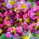 50 Seeds Purple Emperor Nasturtium Seeds For Garden Planting Easy to Grow