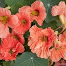 50 Seeds Salmon Baby Nasturtium Seeds For Garden Planting Easy to Grow