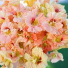 50 Seeds Salmon Gleam Nasturtium Seeds For Garden Planting Easy to Grow