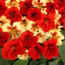 50 Seeds Strawberry Cream Nasturtium Seeds For Garden Planting Easy to Grow