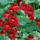 50 Seeds Troika Red Nasturtium Seeds For Garden Planting Easy to Grow