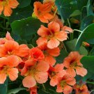 50 Seeds Vesuvi Nasturtium Seeds For Garden Planting Easy to Grow
