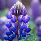 25 Seeds Arroyo Lupine Seeds For Garden Planting Easy to Grow