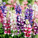 25 Seeds Avalune Mix Lupine Seeds For Garden Planting Easy to Grow