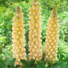 25 Seeds Cashmere Cream Lupine Seeds For Garden Planting Easy to Grow