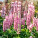 25 Seeds Chatelaine Pink Lupine Seeds For Garden Planting Easy to Grow