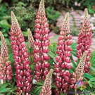 25 Seeds Chatelaine Lupine Seeds For Garden Planting Easy to Grow
