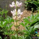 25 Seeds Chick Lupine Seeds For Garden Planting Easy to Grow