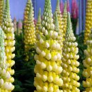 25 Seeds Desert Sun Lupine Seeds For Garden Planting Easy to Grow