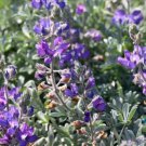 25 Seeds Dune Bh Lupine Seeds For Garden Planting Easy to Grow