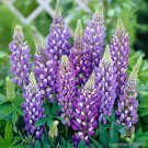 25 Seeds Gallery Blue Lupine Seeds For Garden Planting Easy to Grow