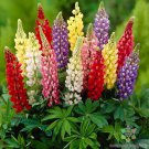25 Seeds Gallery Mix Lupine Seeds For Garden Planting Easy to Grow