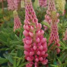 25 Seeds Gallery Pink Lupine Seeds For Garden Planting Easy to Grow