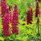 25 Seeds Gallery Red Lupine Seeds For Garden Planting Easy to Grow
