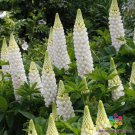 25 Seeds Gallery White Lupine Seeds For Garden Planting Easy to Grow