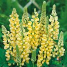 25 Seeds Gallery Yellow Lupine Seeds For Garden Planting Easy to Grow