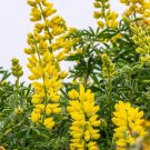 25 Seeds Golden Yellow Annual Lupine Seeds For Garden Planting Easy to Grow