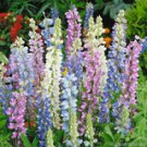 25 Seeds Hartwegimix Lupine Seeds For Garden Planting Easy to Grow