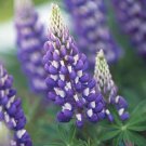 25 Seeds Jupiter Lupine Seeds For Garden Planting Easy to Grow