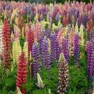 25 Seeds Loopy Mix Lupine Seeds For Garden Planting Easy to Grow