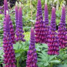 25 Seeds Masterpiece Lupine Seeds For Garden Planting Easy to Grow