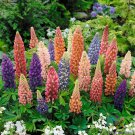 25 Seeds Minarette Dwarf Mix Lupine Seeds For Garden Planting Easy to Grow