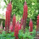 25 Seeds My Castle Lupine Seeds For Garden Planting Easy to Grow